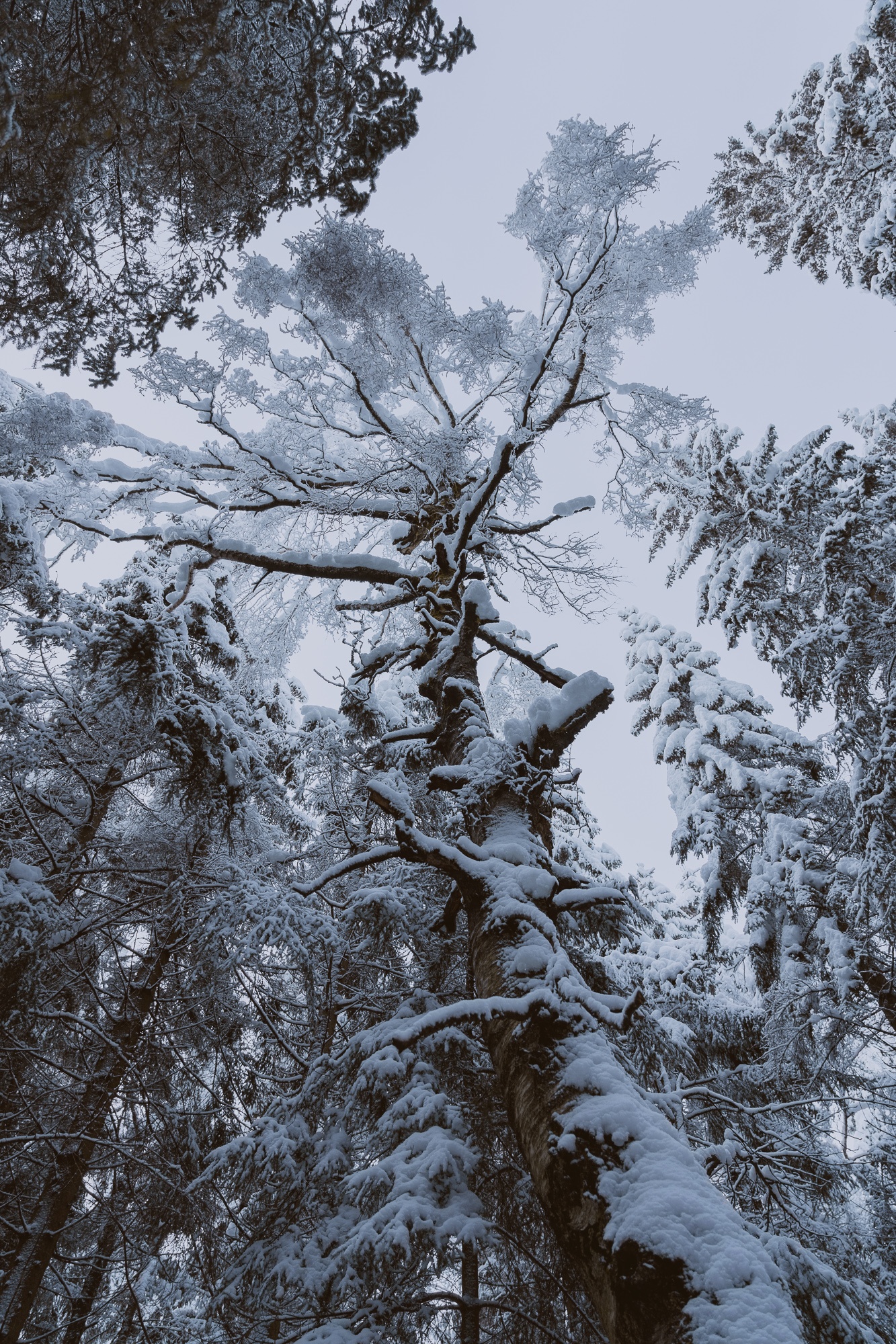 Forest 1
