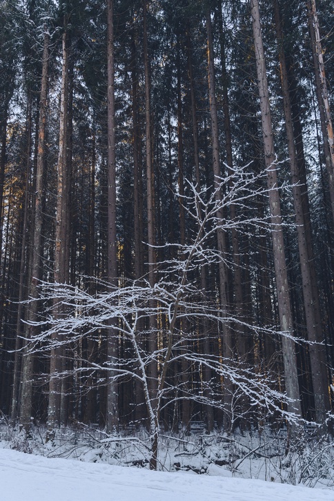 Forest 1