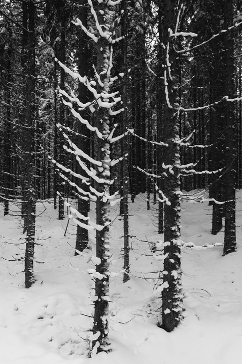 Forest 1