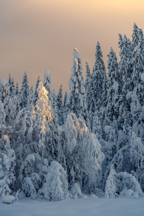Forest 1