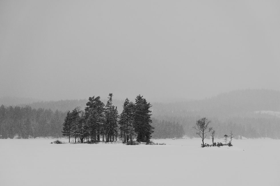 Forest 1
