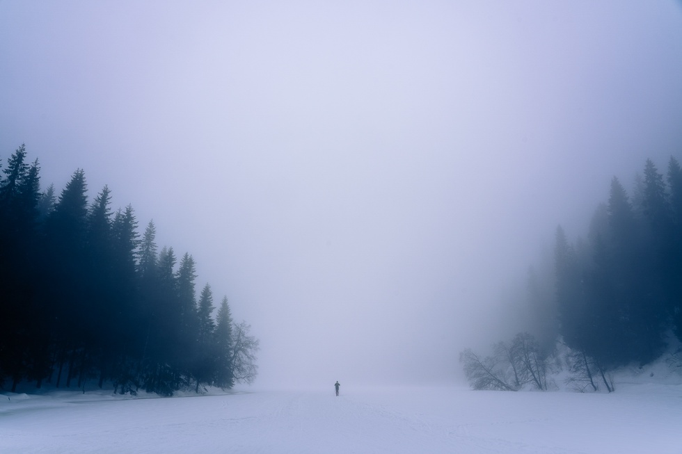 Forest 1