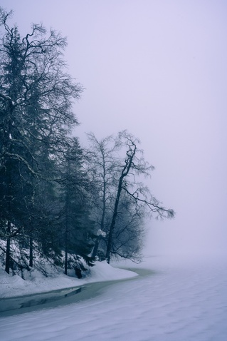 Forest 1
