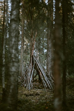 Forest 1