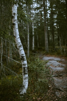Forest 1