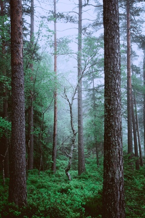 Forest 1