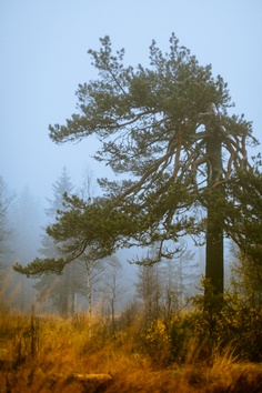 Forest 1