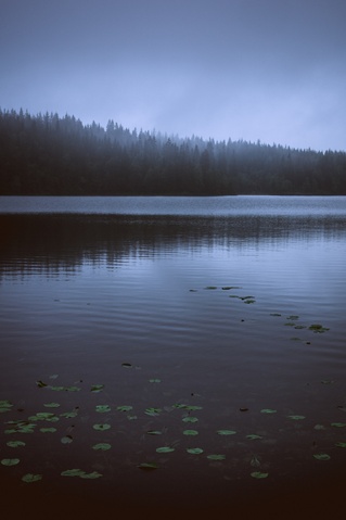 Forest 1