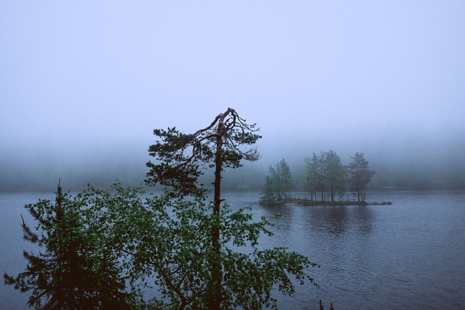 Forest 1