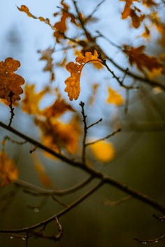 Forest 1