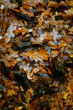 Forest 1