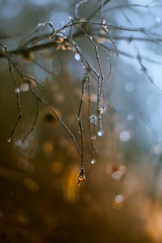 Forest 1