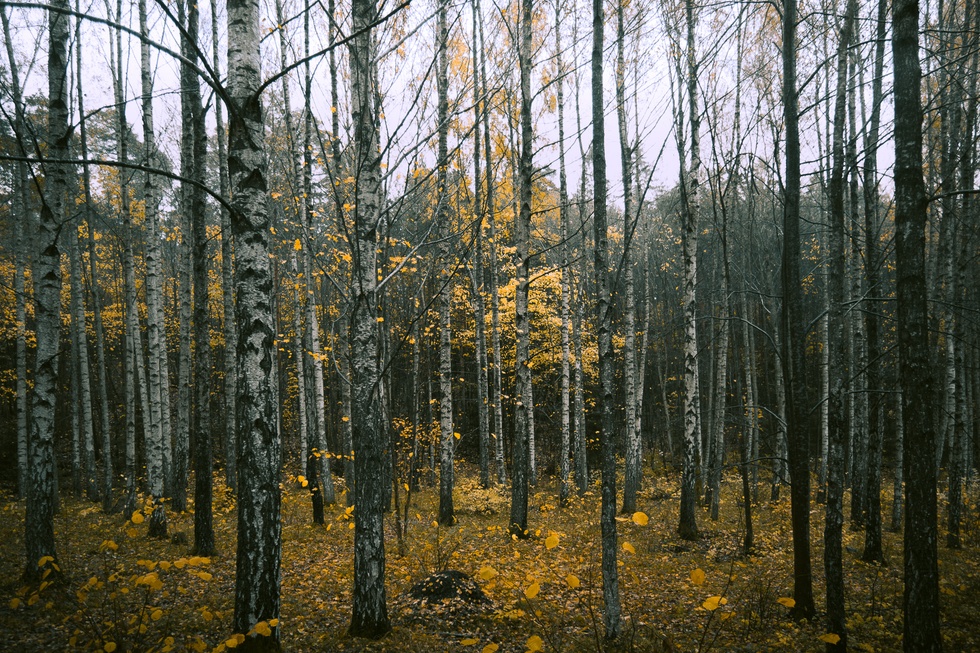 Forest 1
