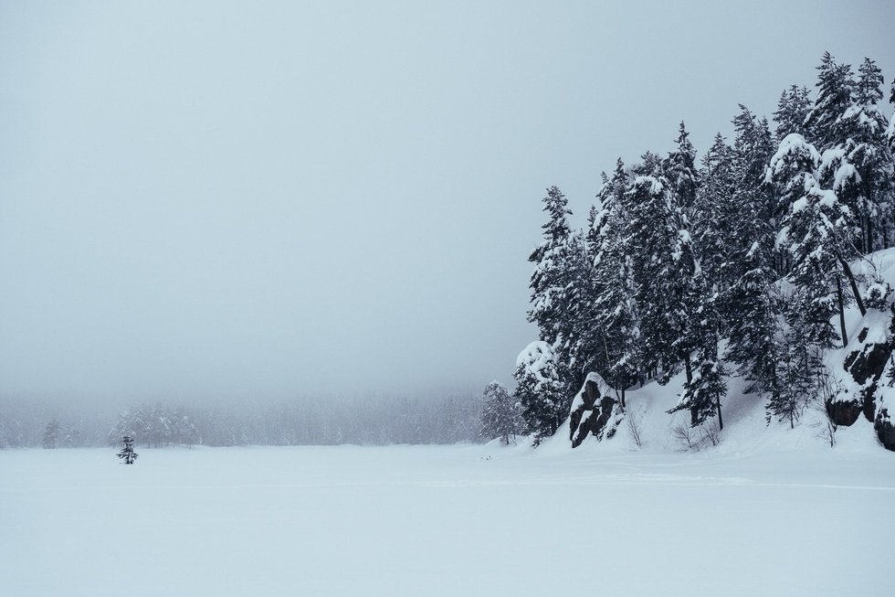 Forest 1
