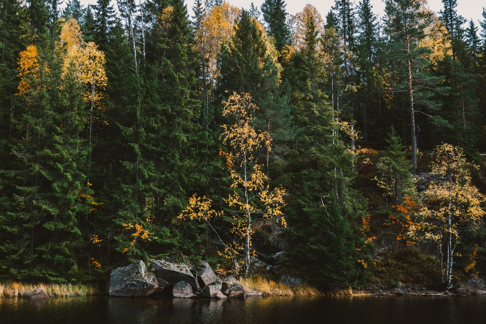 Forest 1