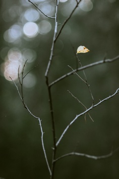 Forest 1