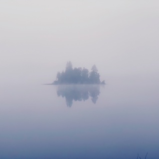 Forest 1
