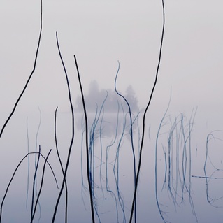 Forest 1
