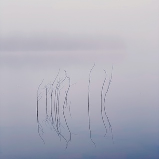 Forest 1